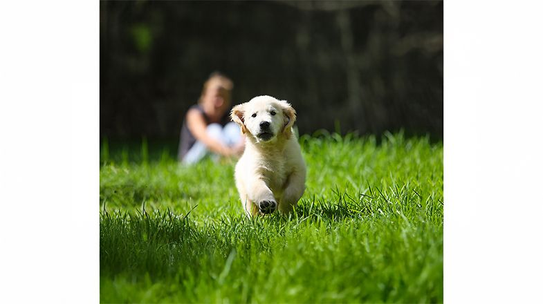 Golden retriever puppy in a dog park