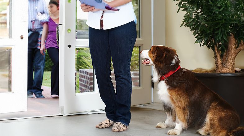 Prep Your Dog for Parties