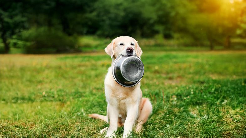 The Dish: What to Know About Dog Bowls