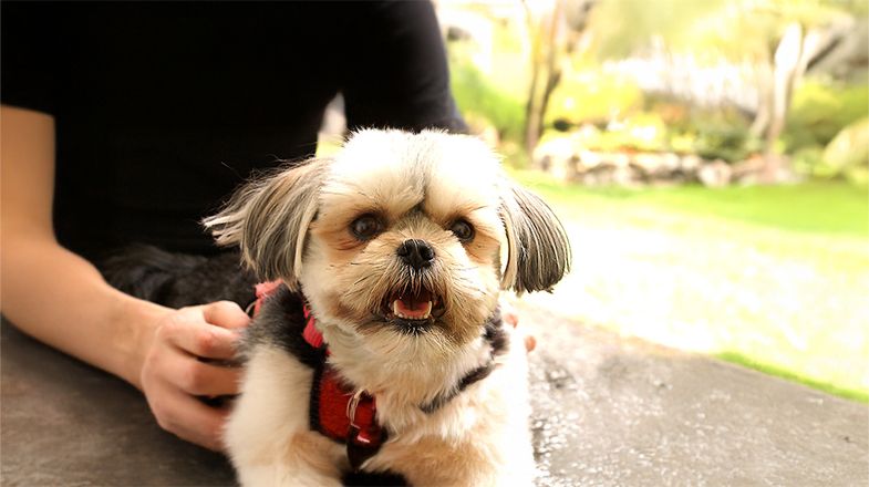 What Household Items Are Dangerous for Dogs?
