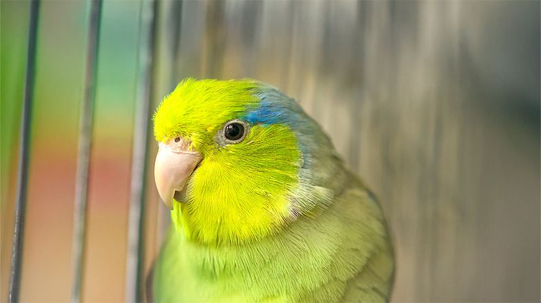 A Set-up guide for Your New Pet Parrotlet