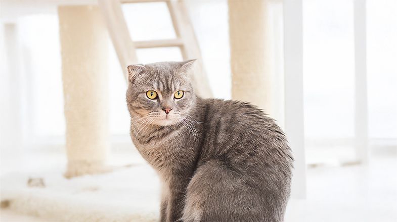 Cat Hip and Joint Health