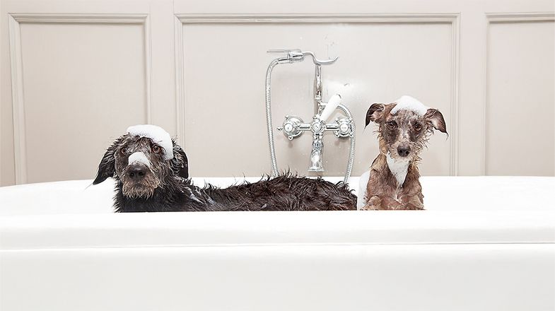 6 Ways to Groom Your Dog