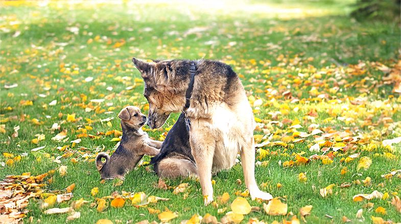 Introducing Your Dog to a New Puppy