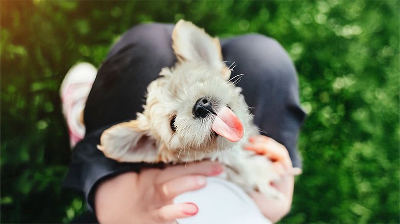 Heat and Summer Safety Tips for Dogs