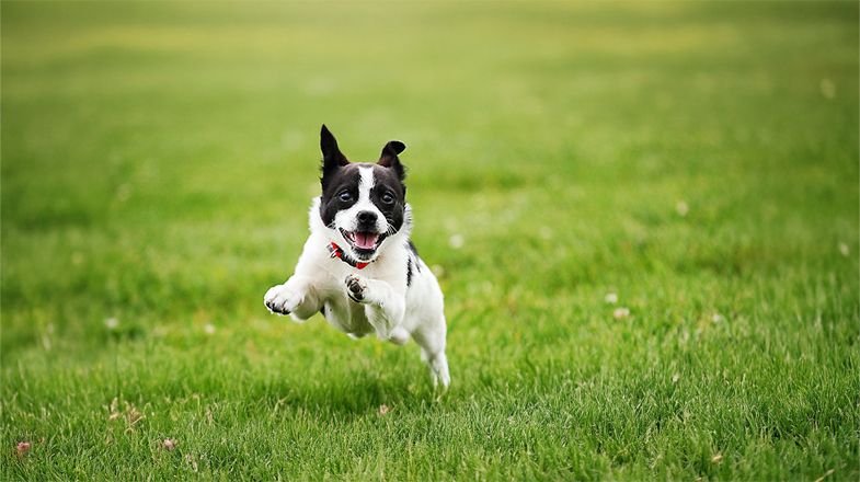 How Much Exercise Does My Dog Need?