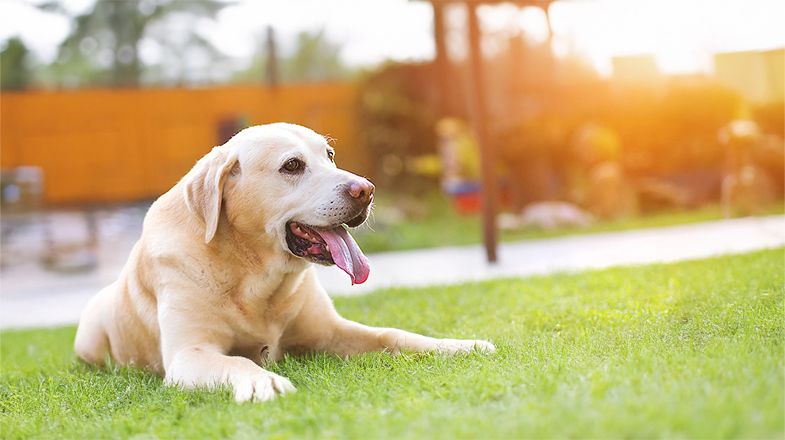 Keeping Your Dog Cool When the Temperatures Rise