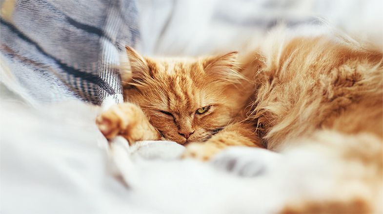 Orange cat