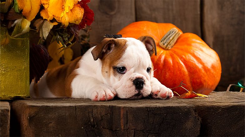 Teach Your Dog Some Halloween Tricks