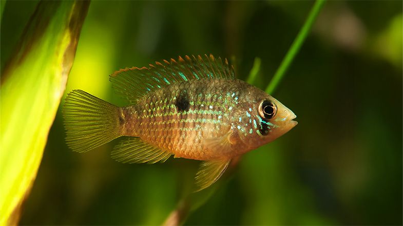 Semi-Aggressive Fish Care Guide