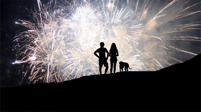 Why Dogs Hate the Fourth of July