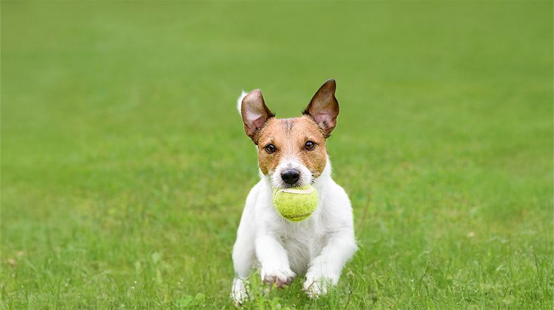 How to Teach Your Dog to "Drop it"