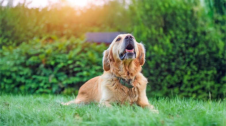 How Do I Get My Dog to Stop Barking?