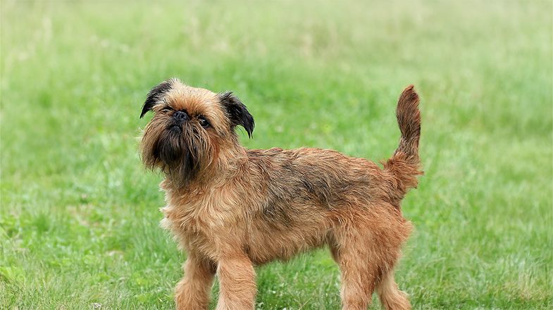 How to Train My Dog to “Come Here” When Cued