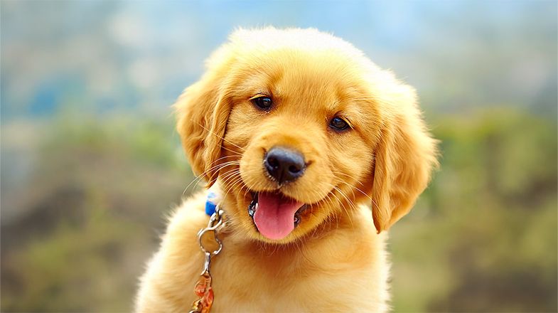 Puppy supplies: the essentials