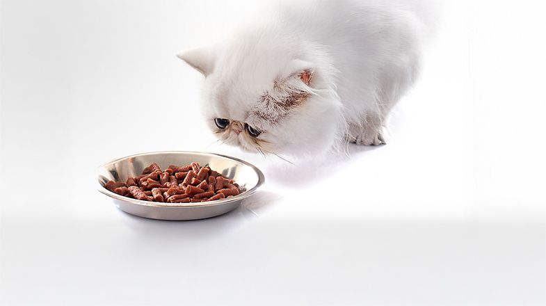 White cat with blue eyes looking at silver bowl of dry cat food.