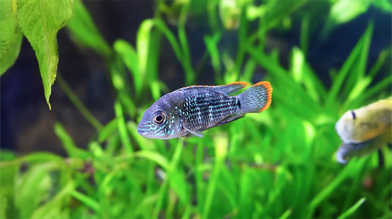 South & Central American Cichlid Care Guide