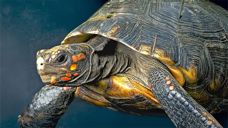 A Set-up Guide for New Red Foot Tortoise