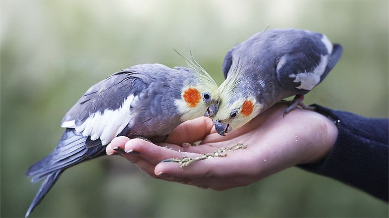 Cockatiel care guide