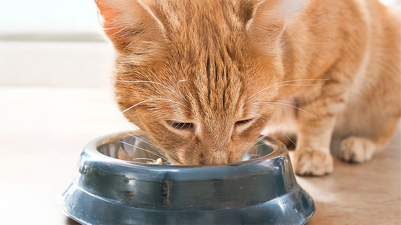 Should I Feed My  Cat Wet or Dry Food?
