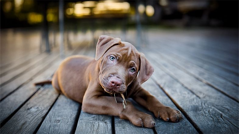 Beat the Heat: How to Protect Your Dog’s Paws From Hot Pavement