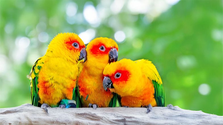 Conure Care Guide