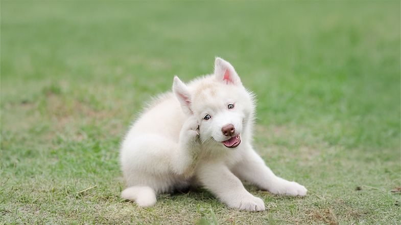 Why Is My Dog Scratching His Ears?
