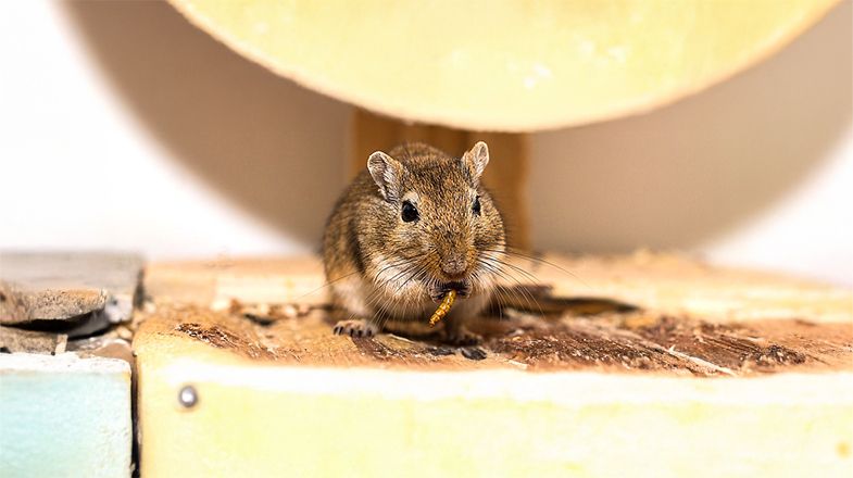Gerbil