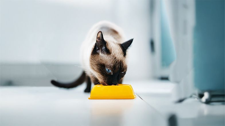 How to Choose the Right Cat Food