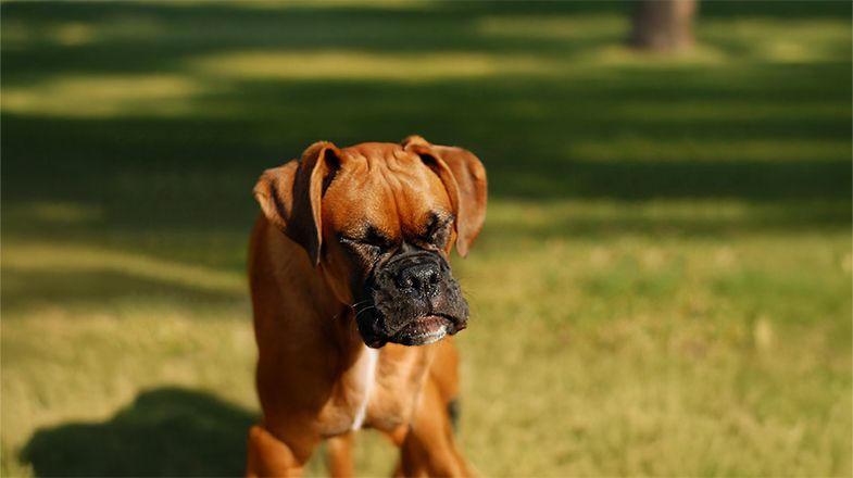 Allergies & Your Dog’s Food: When It’s Time to Switch Foods