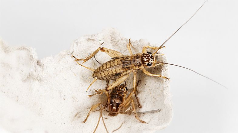 Feeder Insect