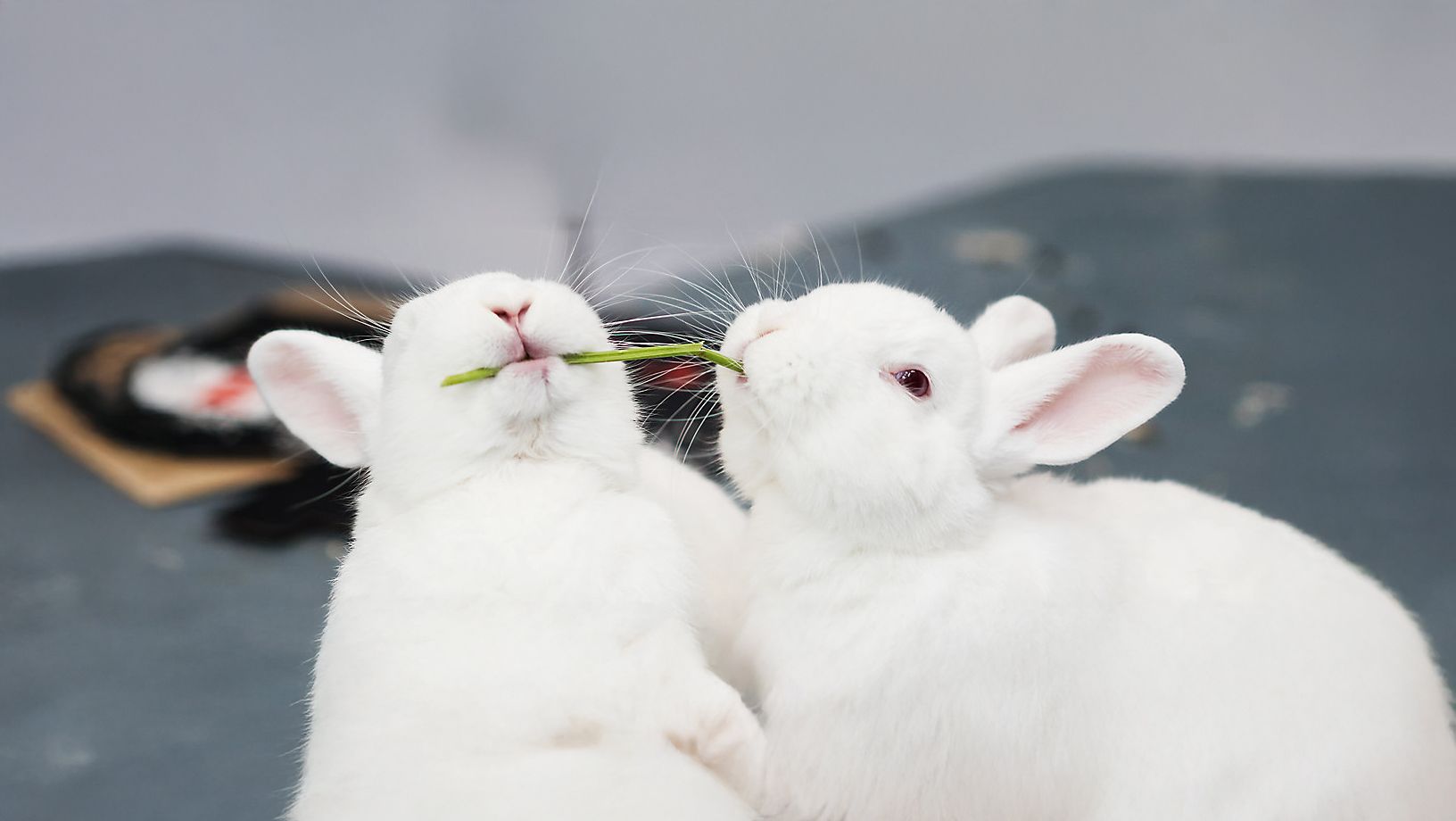 Bunnies eating grass