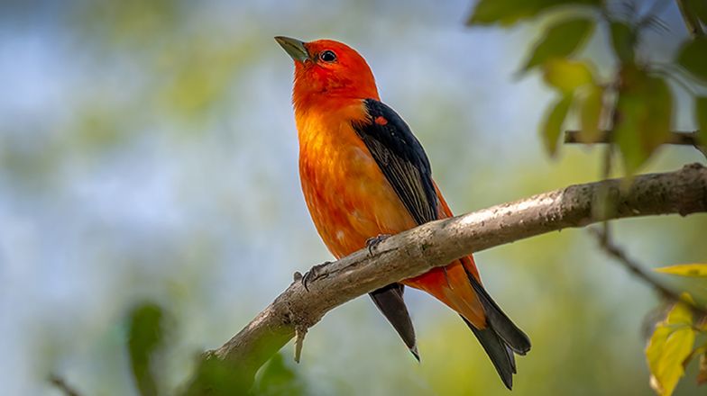 What Type of Wild Bird Seed Should I Buy? (What to Feed Wild Birds)