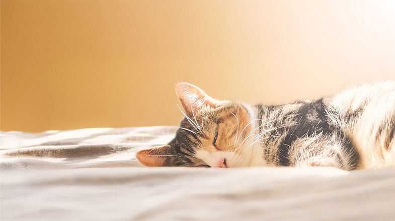 A guide to choosing the right senior cat food