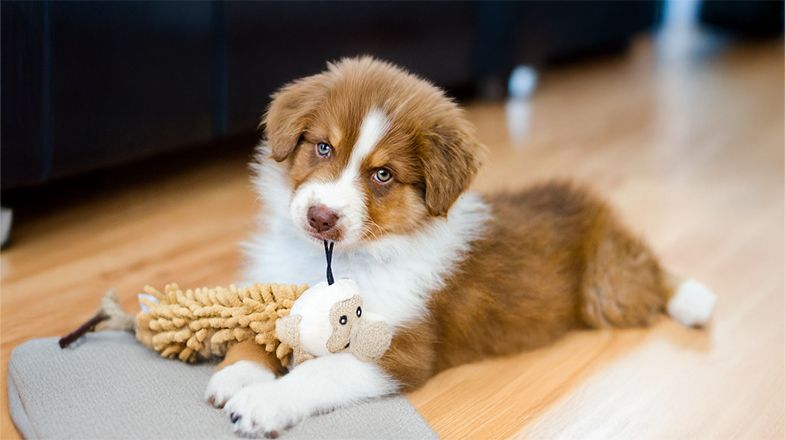 Pet Supplies for Your Newest Family Member