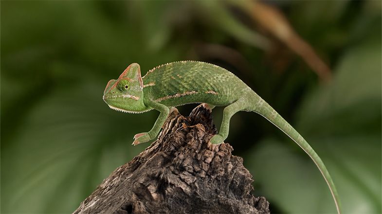 Caring for Jackson & Veiled Chameleons