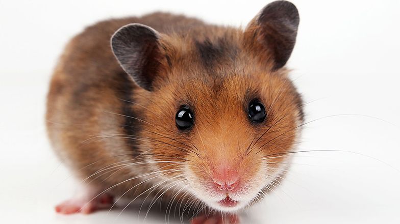 Hamsters 101: hamster cage accessories