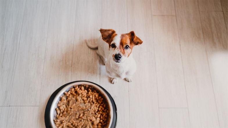 How to Choose the Right Dog Food