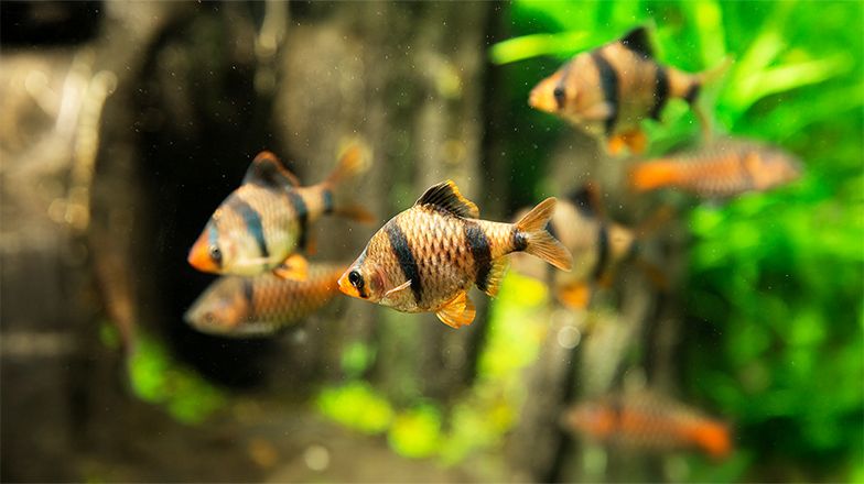 9 of the Best Types of Fish for Beginners