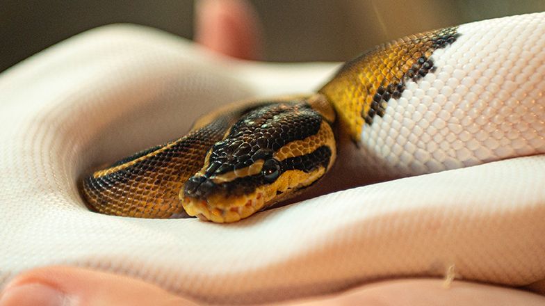 How to Feed Your Snake