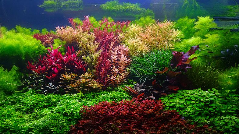 Freshwater Tanks: Best Fish, Plants and Ideas