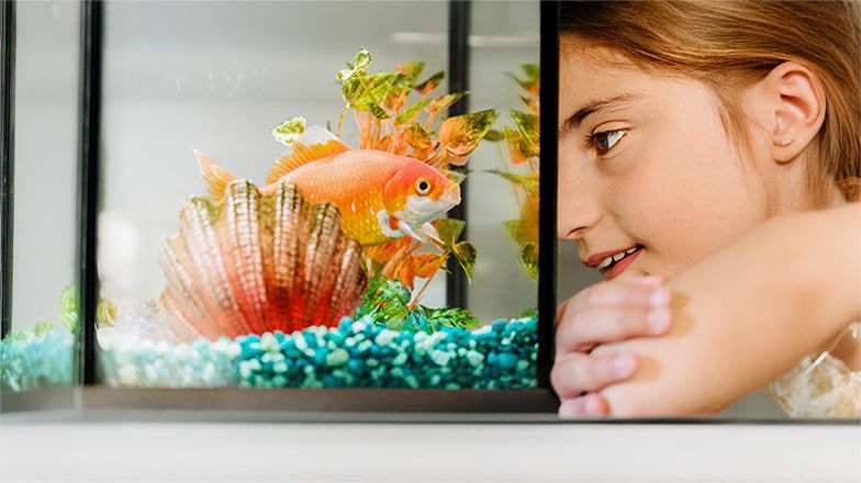 What Goldfish Supplies Should You  Buy?