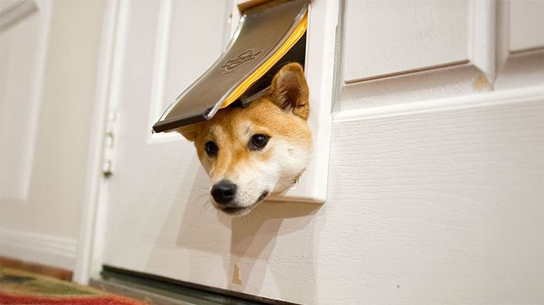 How to Teach Your Dog to Use the Pet Door