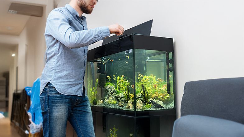 Saltwater Tanks: Best Fish, Tanks and Décor