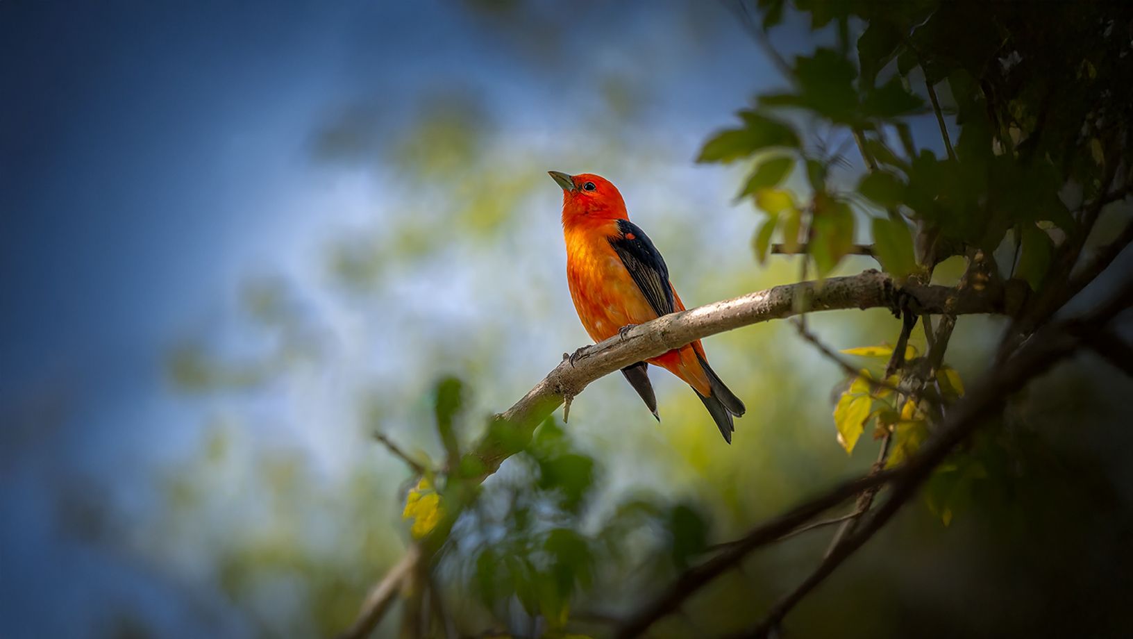 Article Hero Image Wild Bird