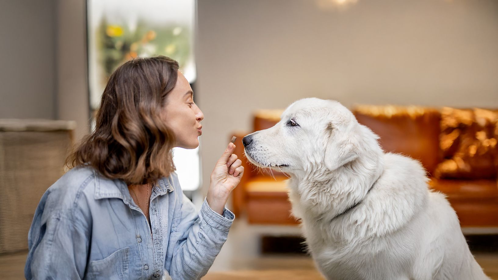 Senior Dog Food: Nourishing Your Aging Companion