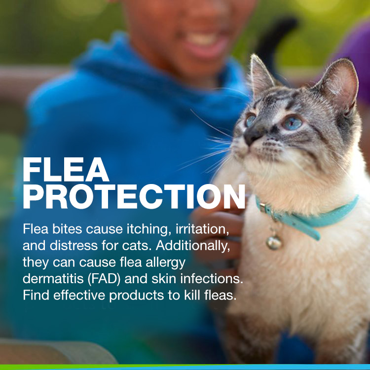 Cat Flea & Protection (1 & 2)