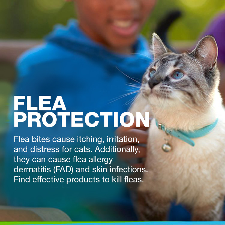 Petsmart flea medicine outlet for cats