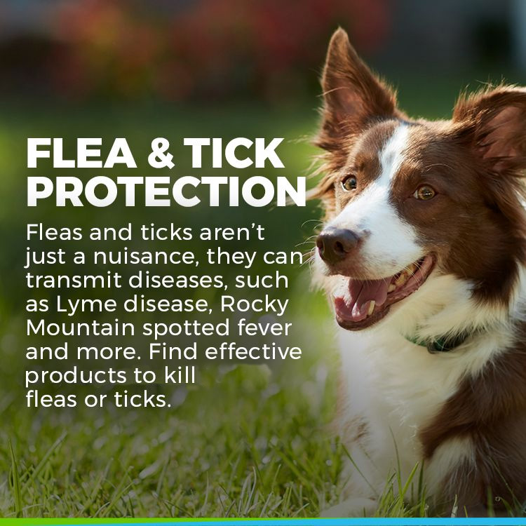 Border collie flea 2025 and tick control