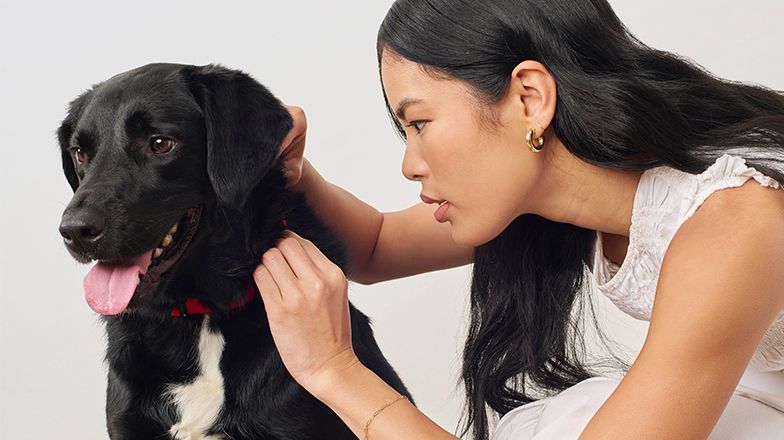 Flea and Tick Prevention Image